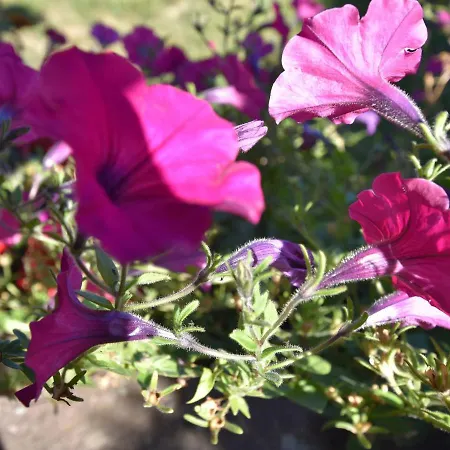 Sunny With Private Garden Дом отдыха Le Haut-du-Them